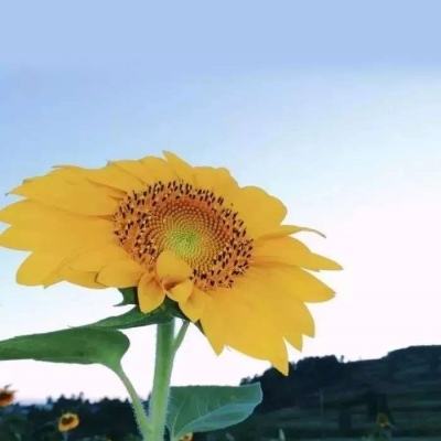 炽姬无双小米版下载